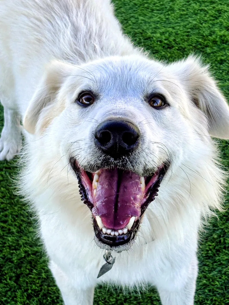 An adult medium-sized male Flat-Coated Retriever dog named Ace for adoption in Evergreen, CO