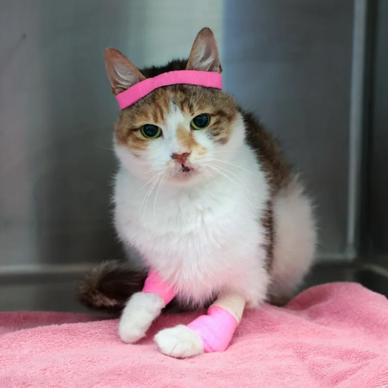 An adult medium-sized female Calico Domestic Short Hair cat named Callie Sue for adoption in Santa Barbara, CA