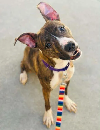 An adult medium-sized female Mixed Breed dog named Arezu for adoption in West Chester, PA