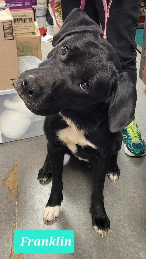 Franklin thumbnail 2