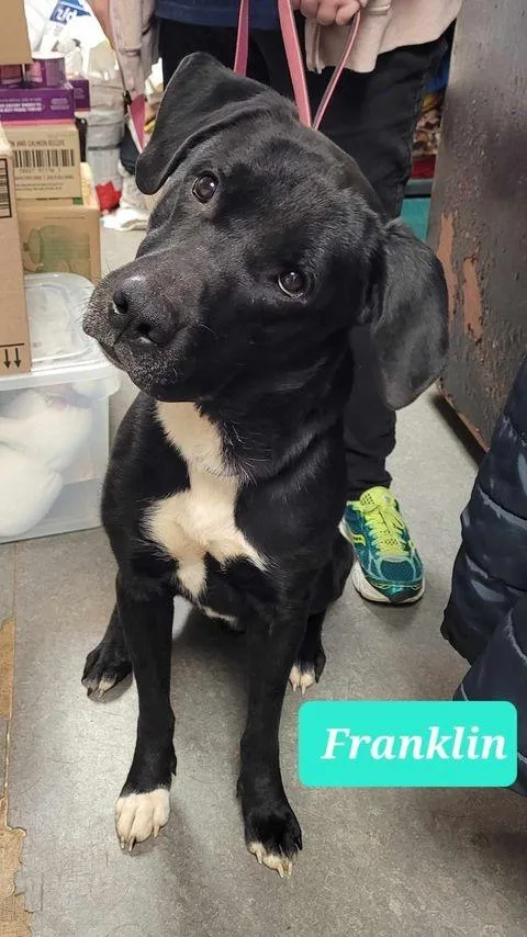 Franklin thumbnail 3