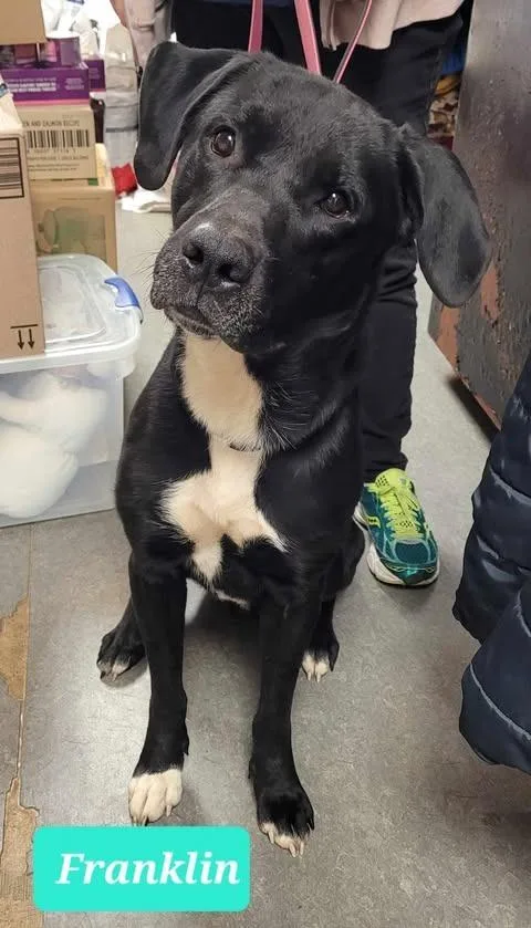 Franklin thumbnail 4