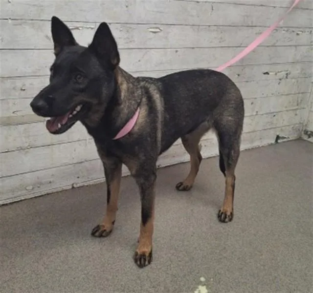 A young medium-sized female Belgian Shepherd / Malinois dog named A for adoption in San Bernardino, CA