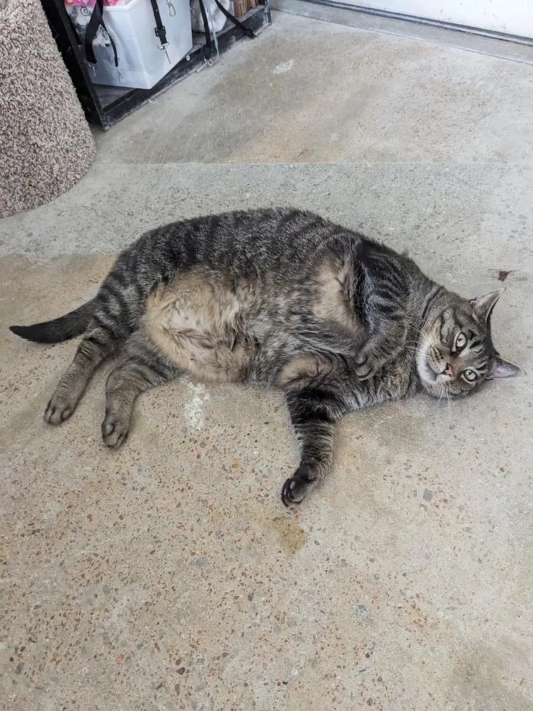 An adult large-sized male Tabby (Brown / Chocolate) Domestic Short Hair cat named Oliver for adoption in Lewisburg, TN