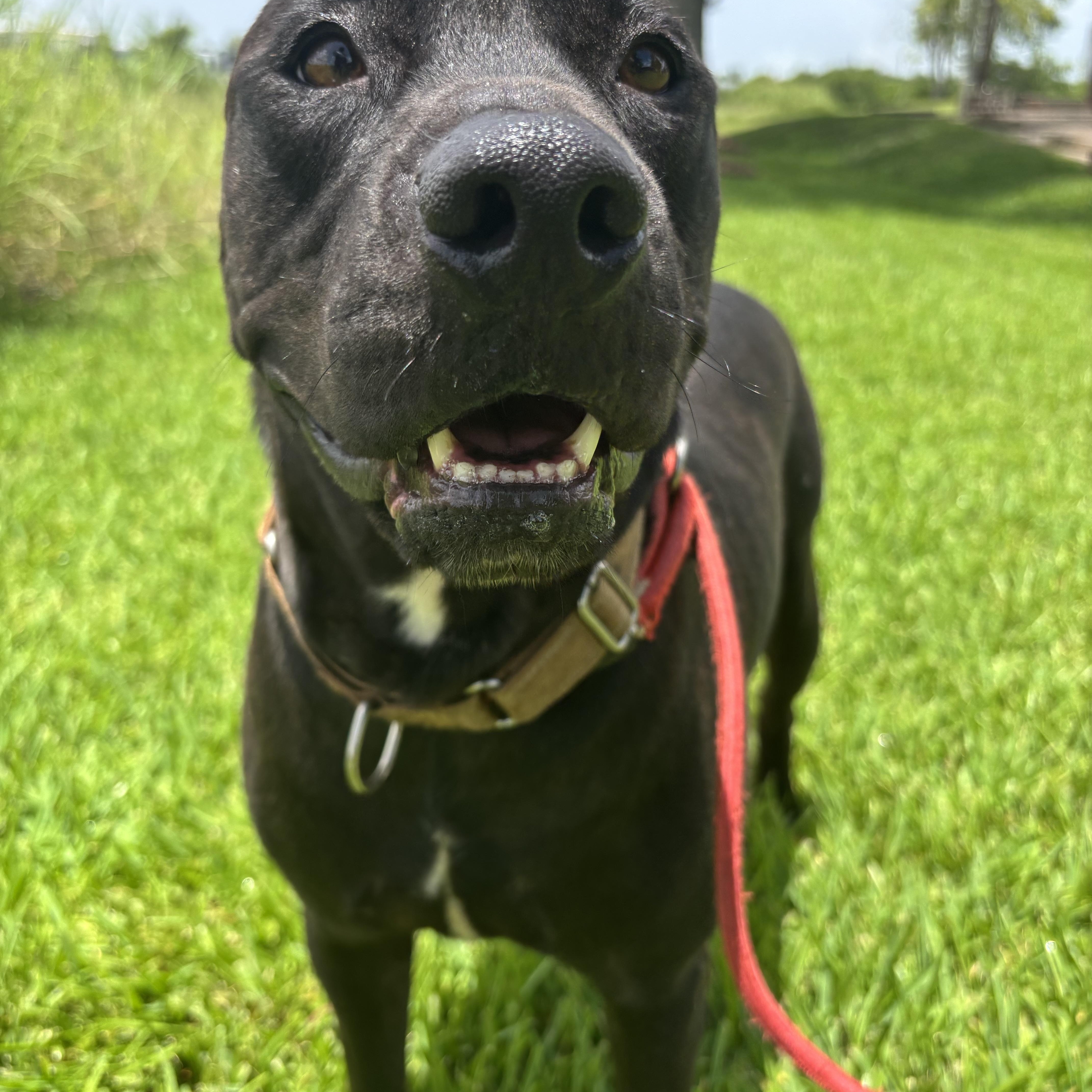 A young medium-sized male Pit Bull Terrier dog named Ash for adoption in Pearland, TX