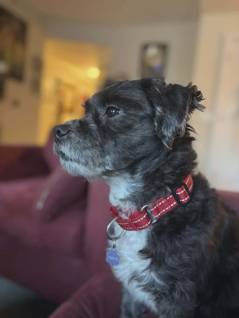 An adult small-sized male Black Miniature Schnauzer dog named King for adoption in Westwood, NJ