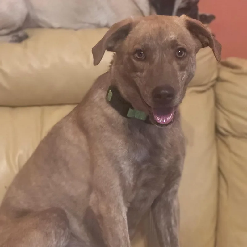 A young small-sized male Brown / Chocolate Mixed Breed dog named Marshall for adoption in Inwood, WV