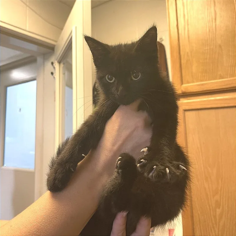 A baby small-sized male Black Domestic Short Hair cat named Pendragon for adoption in Albert Lea, MN