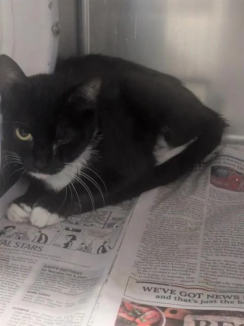 An adult medium-sized female Domestic Short Hair cat named Mamay for adoption in Lancaster, CA