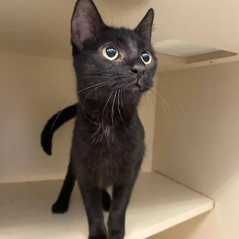 A young small-sized female Brown / Chocolate Domestic Short Hair cat named Cora for adoption in Dayton, OH