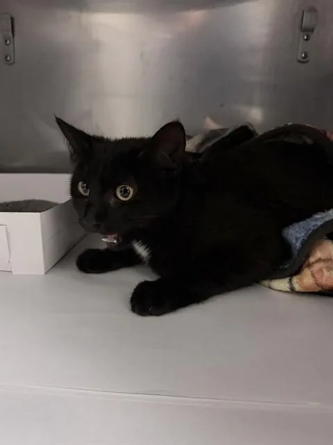 An adult large-sized female Domestic Short Hair cat named Charly for adoption in Miami, FL