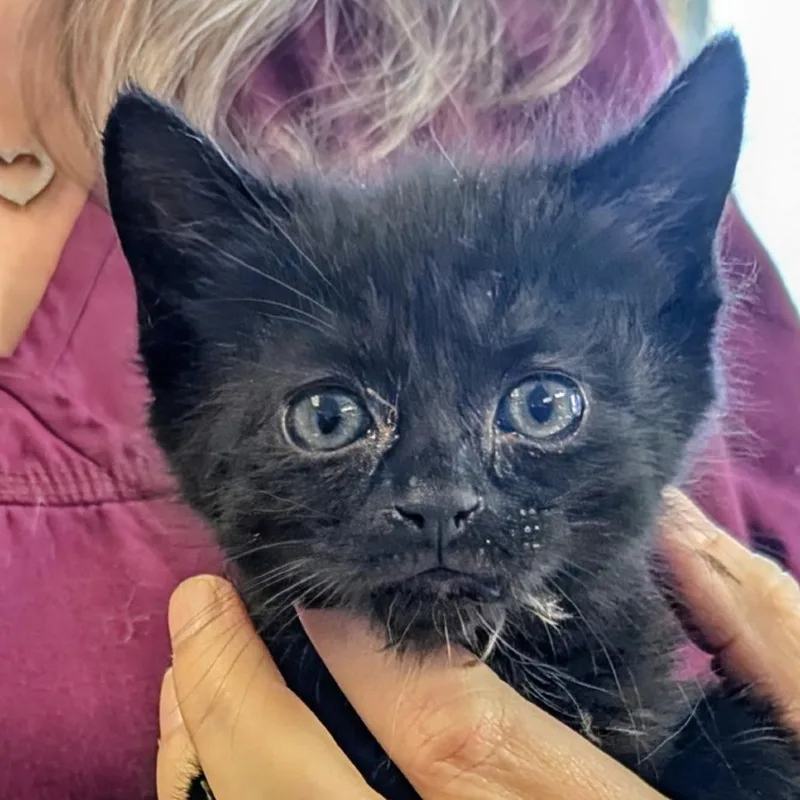 A baby small-sized female Black Domestic Short Hair cat named Mieze for adoption in Marysville, OH