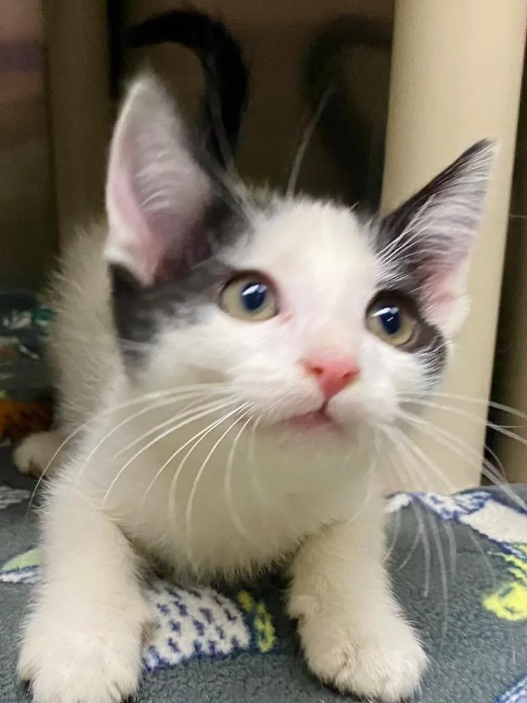 A baby medium-sized male Domestic Short Hair cat named MooFasa for adoption in Chico, CA