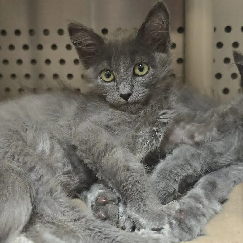 A baby medium-sized male Gray / Blue / Silver Domestic Medium Hair cat named Dally for adoption in Orange, VA