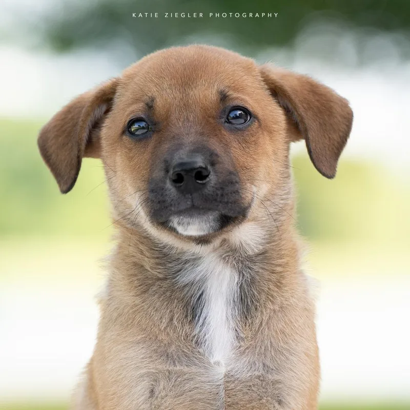 A baby small-sized male Brown / Chocolate Mixed Breed dog named Oberon for adoption in Huntsville, AL