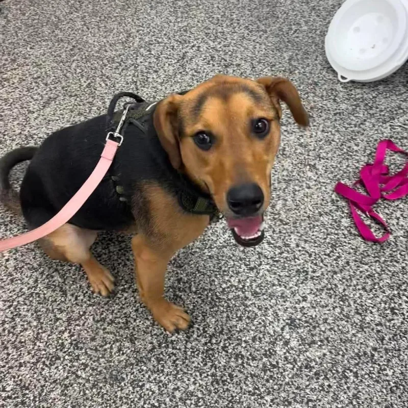 A young small-sized female Black Doberman Pinscher dog named Fearless Fizz for adoption in Fredericksburg, VA
