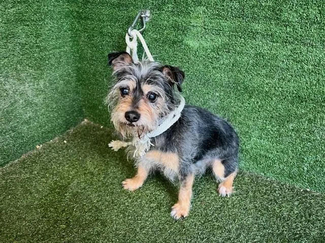 An adult small-sized male Terrier dog named A for adoption in Lancaster, CA