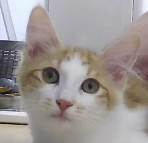 A baby small-sized female Orange & White Domestic Medium Hair cat named Dreamy for adoption in Anoka, MN