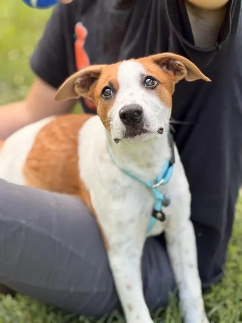 A baby medium-sized male Shepherd dog named Santiago for adoption in Sparta, NJ