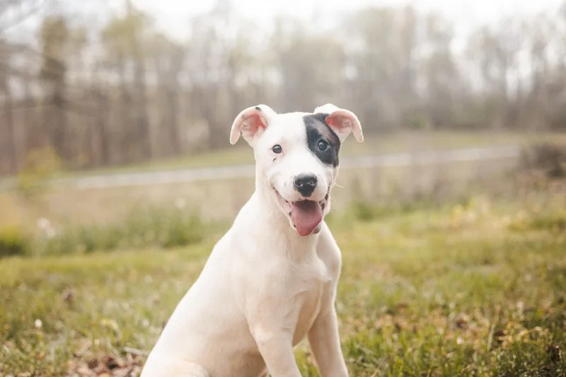A baby small-sized male White / Cream Mixed Breed dog named Kona for adoption in Gradyville, KY