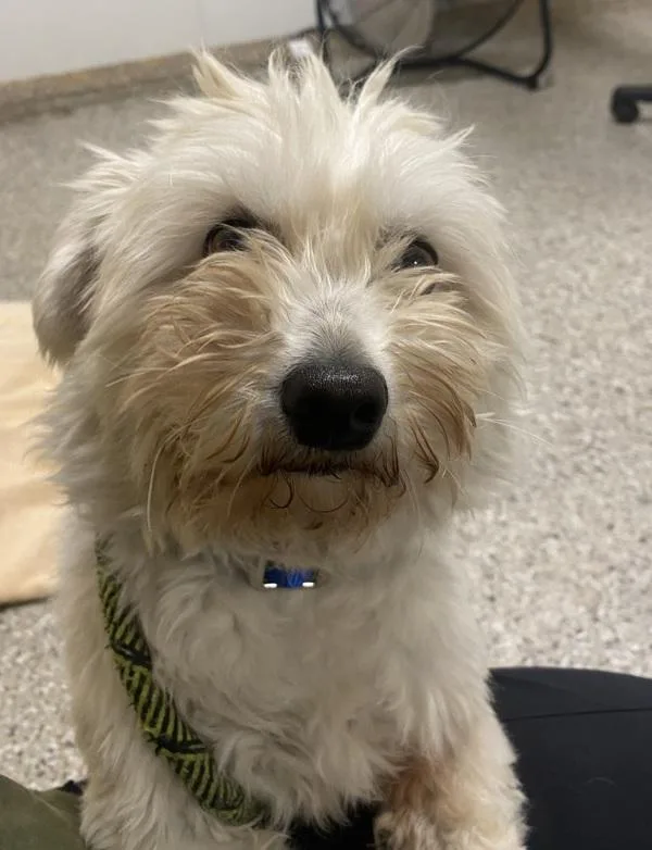 An adult small-sized female Maltese dog named Rhoda for adoption in Vancouver, WA
