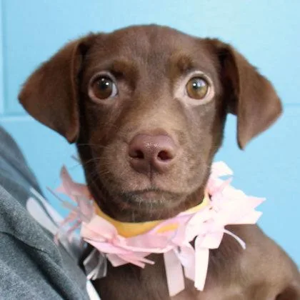 A young medium-sized female Brown / Chocolate Mixed Breed dog named Coco Chanel for adoption in Lansing, MI