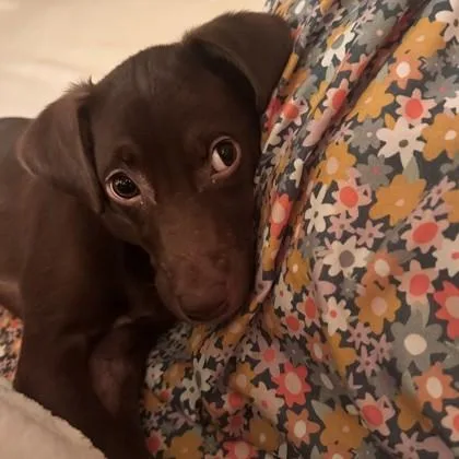 Coco Chanel thumbnail 2