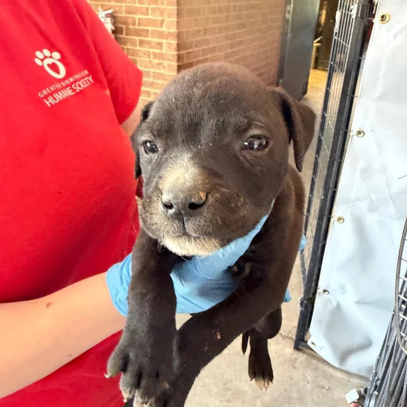 A baby small-sized male Black Pit Bull Terrier dog named Milo for adoption in Birmingham, AL