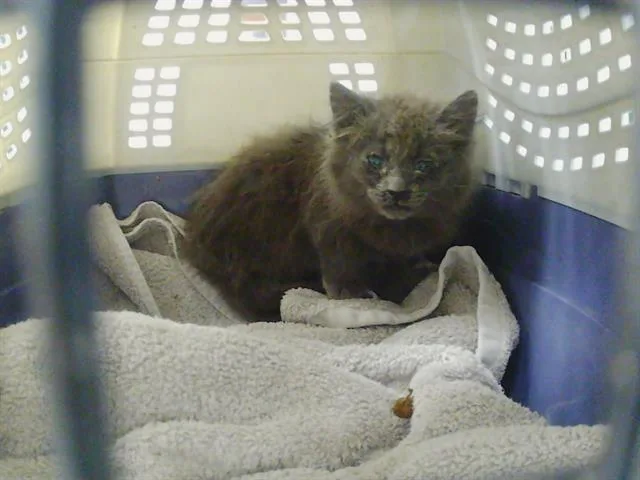 A baby small-sized male Domestic Short Hair cat named A for adoption in Charlotte, NC