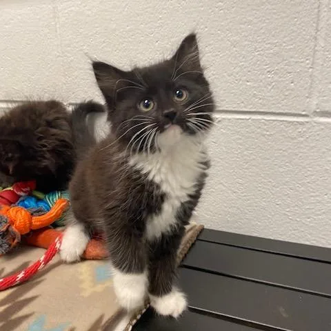 A baby small-sized female Black Domestic Long Hair cat named Lorde for adoption in Dayton, OH