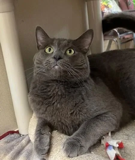 A young medium-sized male Domestic Short Hair cat named Samuel for adoption in Springfield, MA