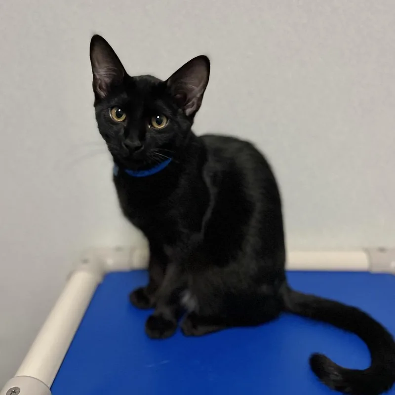 A baby medium-sized male Black Domestic Short Hair cat named Cecil for adoption in New York, NY