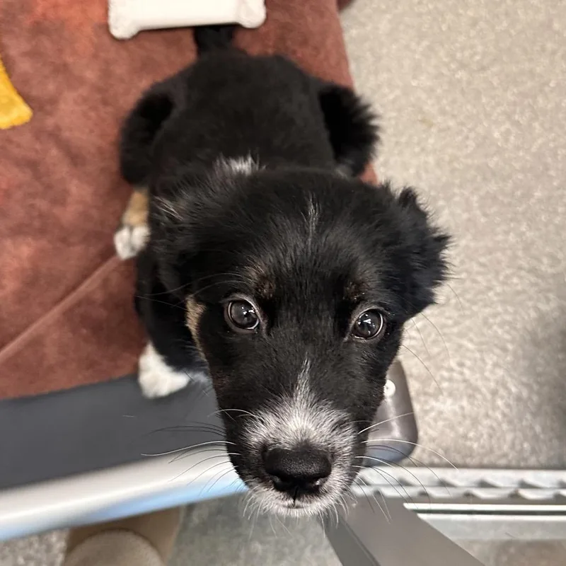 A baby small-sized female Black Mixed Breed dog named Dolly for adoption in Hailey, ID