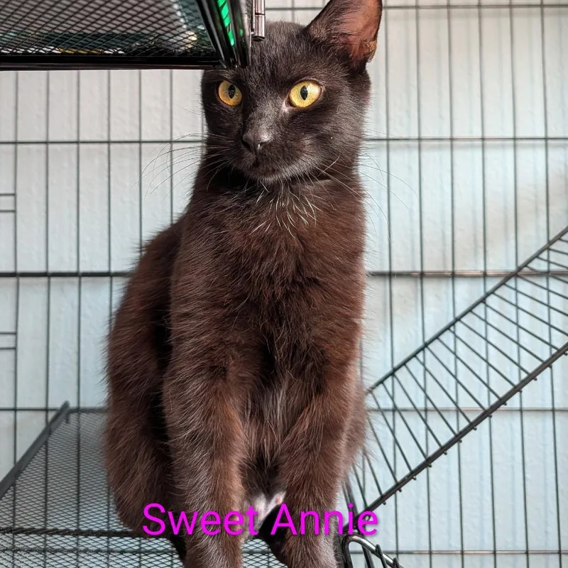 A young medium-sized female Black Domestic Short Hair cat named Sweet Annie for adoption in Carmel, IN