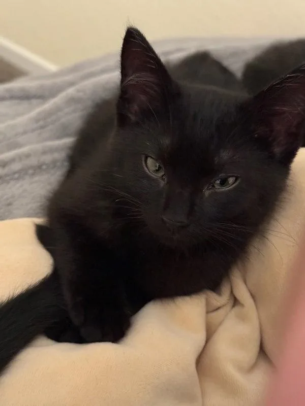A baby small-sized male Domestic Short Hair cat named Michelangelo for adoption in Bonsall, CA