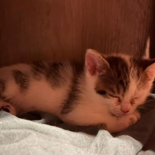 A baby small-sized female White Domestic Short Hair cat named Crystal Lichens for adoption in Woodstock, VA