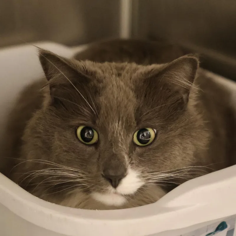An adult medium-sized male Gray / Blue / Silver Domestic Long Hair cat named Crackers for adoption in Briarcliff Manor, NY