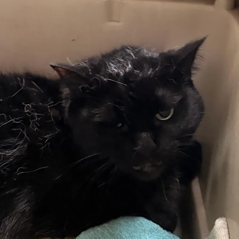 A senior small-sized female Black Siamese cat named Luna for adoption in Evansville, IN