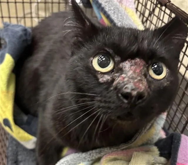 An adult medium-sized female Domestic Short Hair cat named Miracle for adoption in Ontario, CA