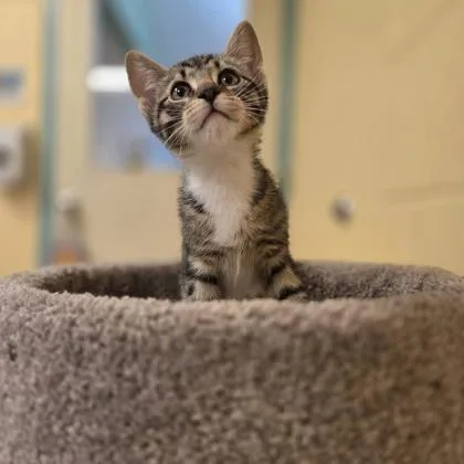 A young small-sized male Domestic Short Hair cat named Benji for adoption in New Hope, PA