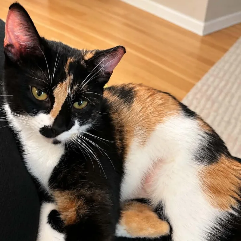 An adult medium-sized female Calico cat named Carolita for adoption in CHICAGO, IL
