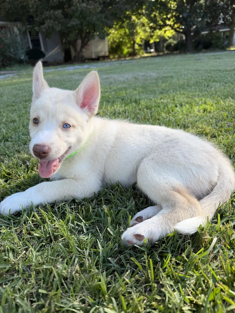 A baby large-sized male Husky dog named Woody HaveLock Litter for adoption in Holly Springs, NC