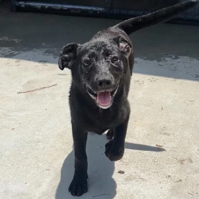 A baby small-sized female Black Terrier dog named LaToya for adoption in Parrish, AL