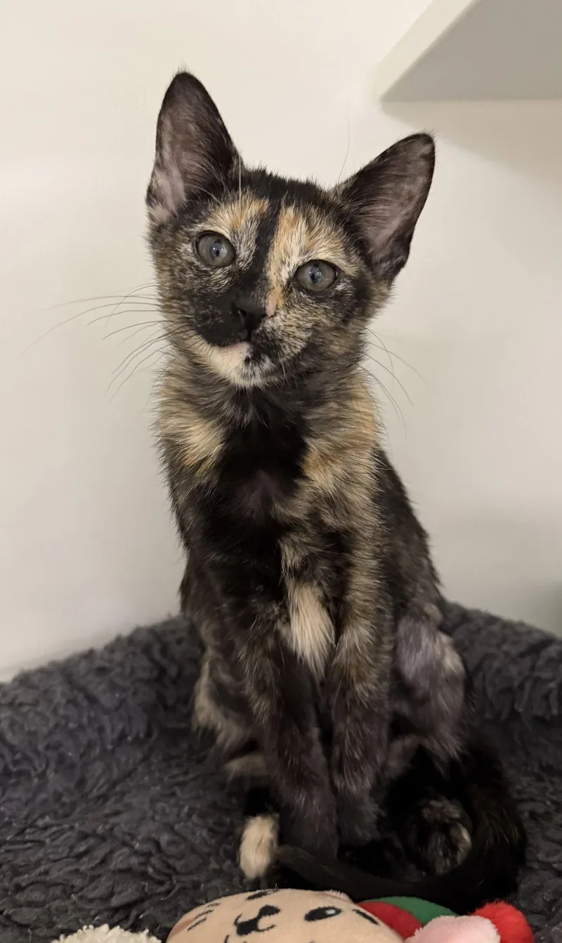 A young medium-sized female Domestic Short Hair cat named Catie Purrie for adoption in Satellite Beach, FL