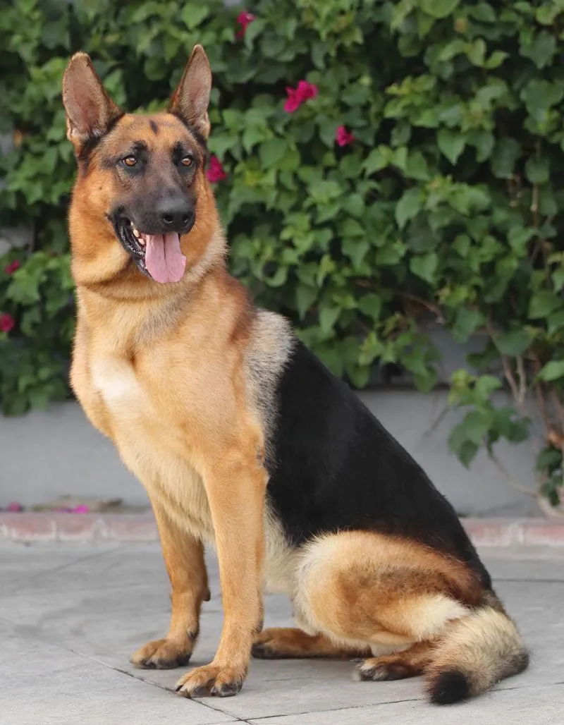 A young large-sized male Black German Shepherd Dog dog named Barkley von Blaustein for adoption in Los Angeles, CA