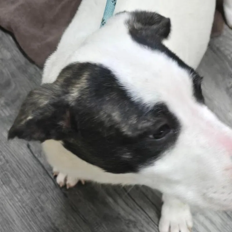 Gg A.k.a. Peris thumbnail 2