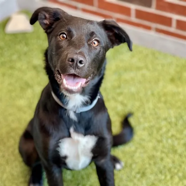 A young small-sized female Mixed Breed dog named Sis for adoption in Edmond, OK