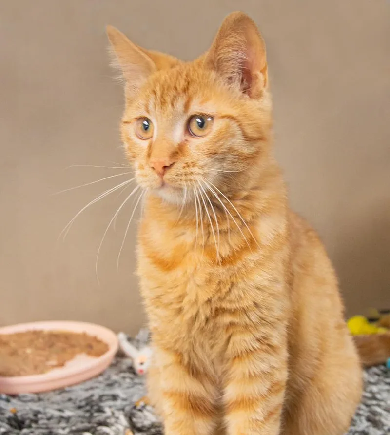 A young medium-sized male Tabby (Orange / Red) Domestic Short Hair cat named Brady for adoption in Elmwood Park, NJ