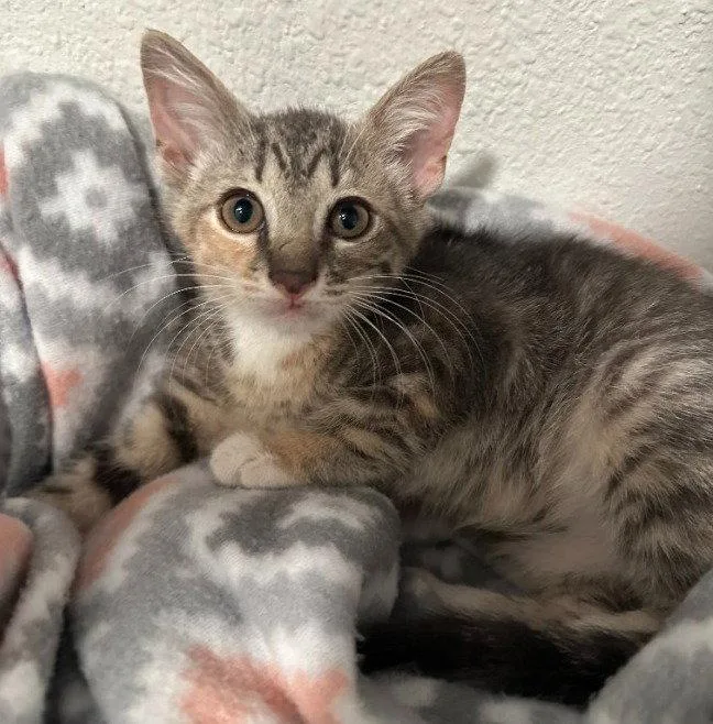 A baby medium-sized female Domestic Short Hair cat named Louise for adoption in Oviedo, FL