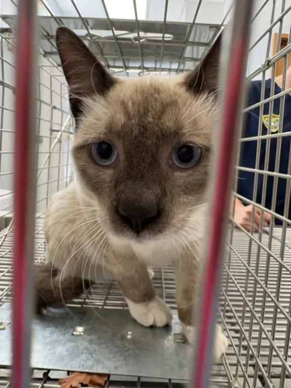 A young small-sized male Siamese cat named A for adoption in Olivehurst, CA